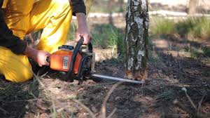 Professional Tree Care in Waterford, CA