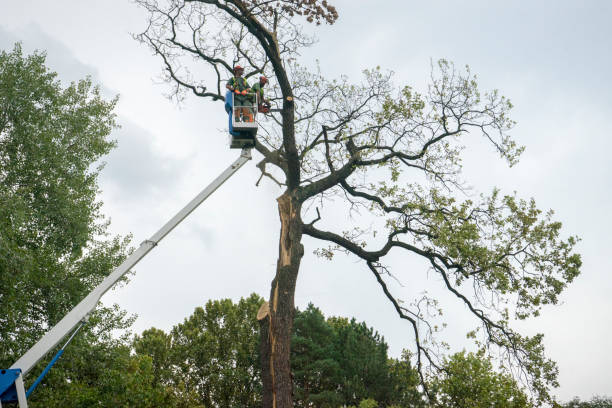 Best Hedge Trimming  in Waterford, CA