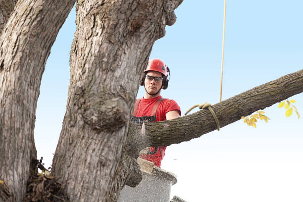 Best Arborist Consultation Services  in Waterford, CA